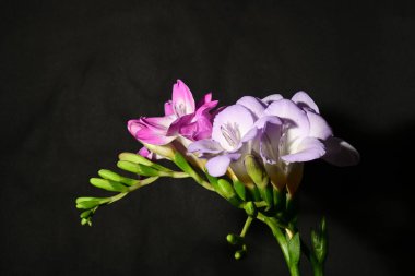 Karanlık arka planda güzel çiçekler. bahar konsepti.