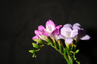 Karanlık arka planda güzel çiçekler. bahar konsepti.