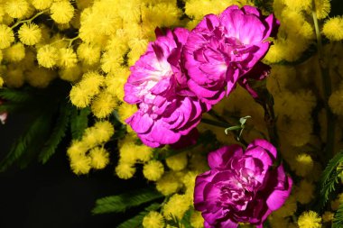 Karanlık arka planda güzel çiçekler. bahar konsepti.