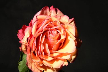 Güzel parlak gülü kapat. bahar konsepti.