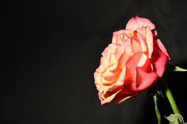 Güzel parlak gülü kapat. bahar konsepti.