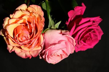 Koyu arkaplanda güzel güller. bahar konsepti.