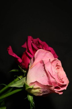 Koyu arkaplanda güzel güller. bahar konsepti.