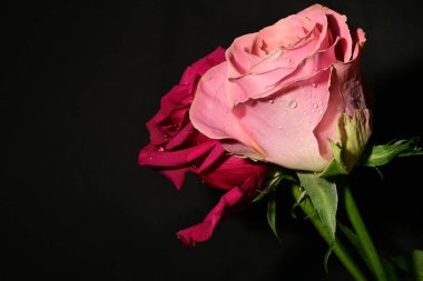 Koyu arkaplanda güzel güller. bahar konsepti.