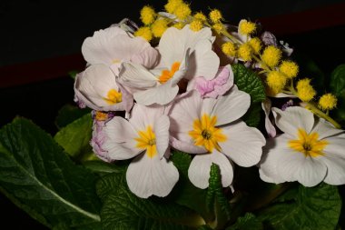 Karanlık arka planda güzel çiçekler. bahar konsepti.