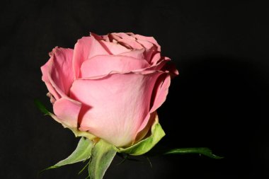 Güzel parlak gülü kapat. bahar konsepti.