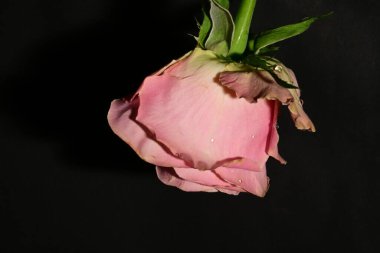 Güzel parlak gülü kapat. bahar konsepti.