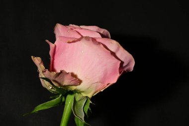 Güzel parlak gülü kapat. bahar konsepti.