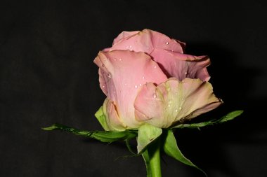 Güzel parlak gülü kapat. bahar konsepti.