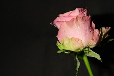 Güzel parlak gülü kapat. bahar konsepti.