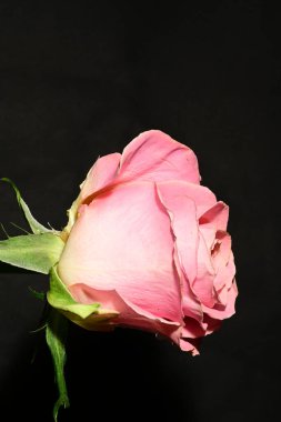 Güzel parlak gülü kapat. bahar konsepti.