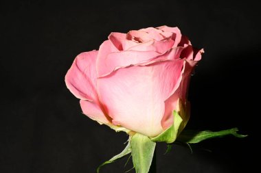 Güzel parlak gülü kapat. bahar konsepti.