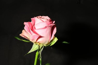 Güzel parlak gülü kapat. bahar konsepti.