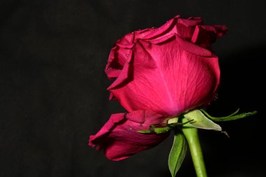 Güzel parlak gülü kapat. bahar konsepti.