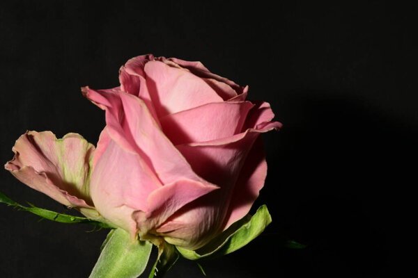 Close up of beautiful bright rose. spring concept.