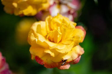 Bahçedeki sarı çiçekler