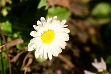 Bahçedeki güzel beyaz çiçekler