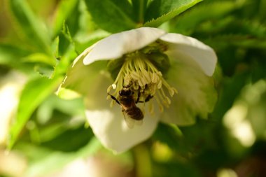 Beyaz bir çiçeği dölleyen bir arının yakın plan çekimi.