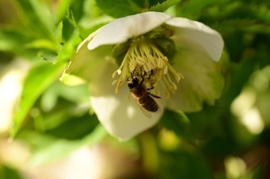 Beyaz bir çiçeği dölleyen bir arının yakın plan çekimi.