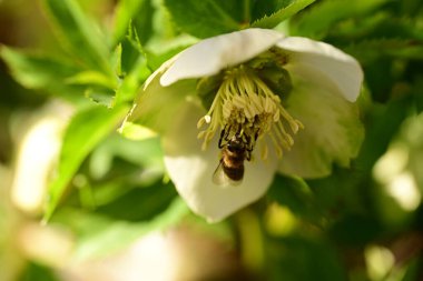 Beyaz bir çiçeği dölleyen bir arının yakın plan çekimi.
