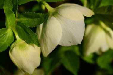 Bahçedeki güzel beyaz çiçekler