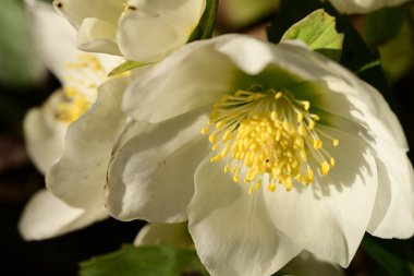 Bahçedeki güzel beyaz çiçekler