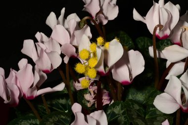 Siyah arka planda güzel yumuşak çiçekler