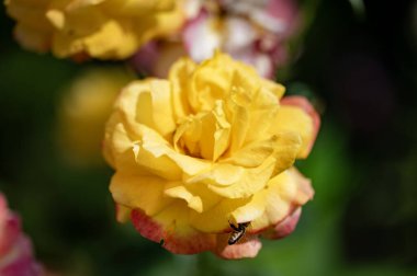 Bahçede sarı ve kırmızı gül.