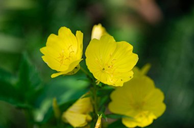 Bahçedeki sarı çiçekler