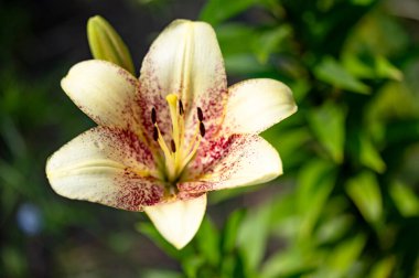 Bahçede yetişen güzel zambaklar