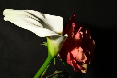 Karanlık arka planda güzel çiçekler. bahar konsepti.