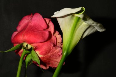 Karanlık arka planda güzel çiçekler. bahar konsepti.