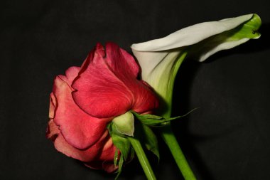 Karanlık arka planda güzel çiçekler. bahar konsepti.