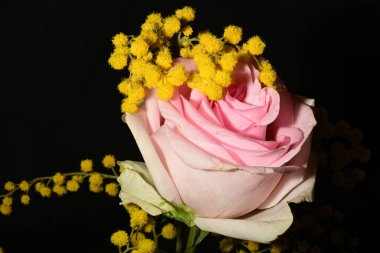 Siyah arkaplanda gül olan güzel sarı çiçekler, yakın görüş.