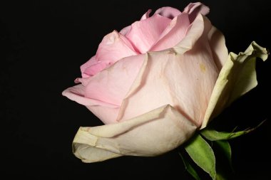 siyah arka plan üzerine izole güzel pembe Gül