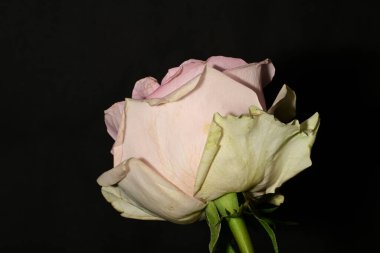 siyah arka plan üzerine izole güzel pembe Gül