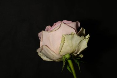 siyah arka plan üzerine izole güzel pembe Gül