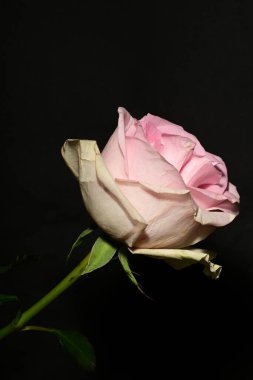 siyah arka plan üzerine izole güzel pembe Gül