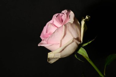 siyah arka plan üzerine izole güzel pembe Gül