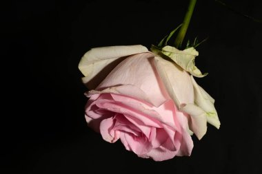 siyah arka plan üzerine izole güzel pembe Gül