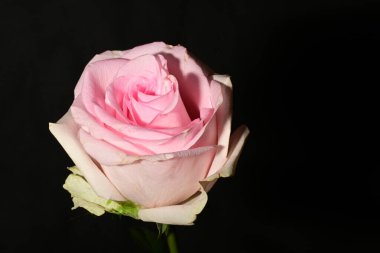 siyah arka plan üzerine izole güzel pembe Gül