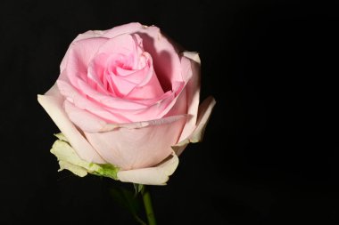 siyah arka plan üzerine izole güzel pembe Gül