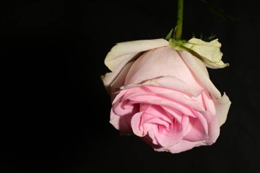 siyah arka plan üzerine izole güzel pembe Gül