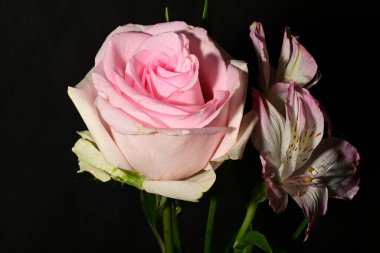 Güzel pembe çiçekler, siyah arka planda gül, yakın görünüm