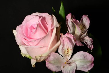 Güzel pembe çiçekler, siyah arka planda gül, yakın görünüm