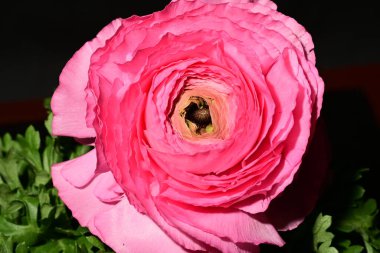 Siyah arkaplanda pembe gül çiçeği