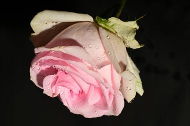 siyah arka plan üzerine izole güzel pembe Gül