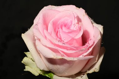 siyah arka plan üzerine izole güzel pembe Gül