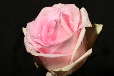 siyah arka plan üzerine izole güzel pembe Gül