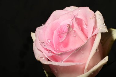 siyah arka plan üzerine izole güzel pembe Gül